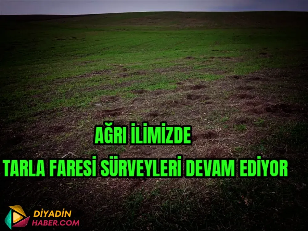 AĞRI İLİMİZDE TARLA FARESİ SÜRVEYLERİ DEVAM EDİYOR.