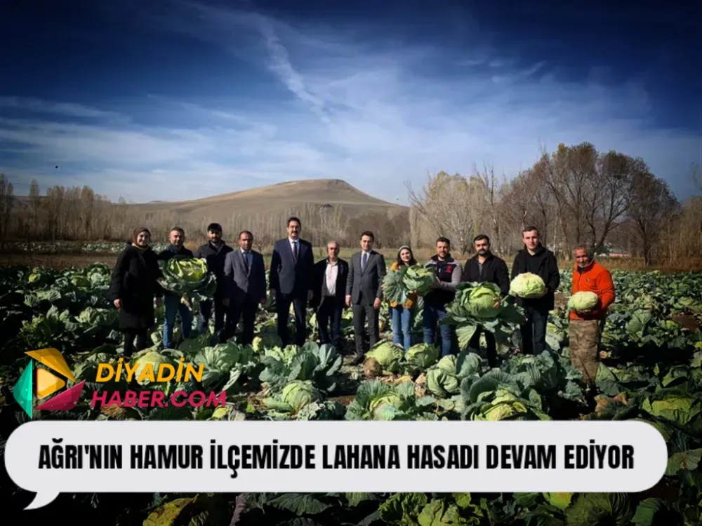 HAMUR İLÇEMİZDE LAHANA HASADI DEVAM EDİYOR.