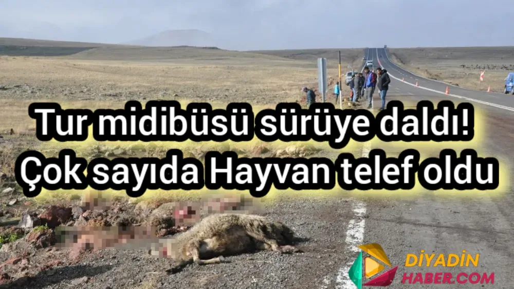 TUR MİDİBÜSÜ SÜRÜYE DALDI! ÇOK SAYIDA HAYVAN TELEF OLDU.