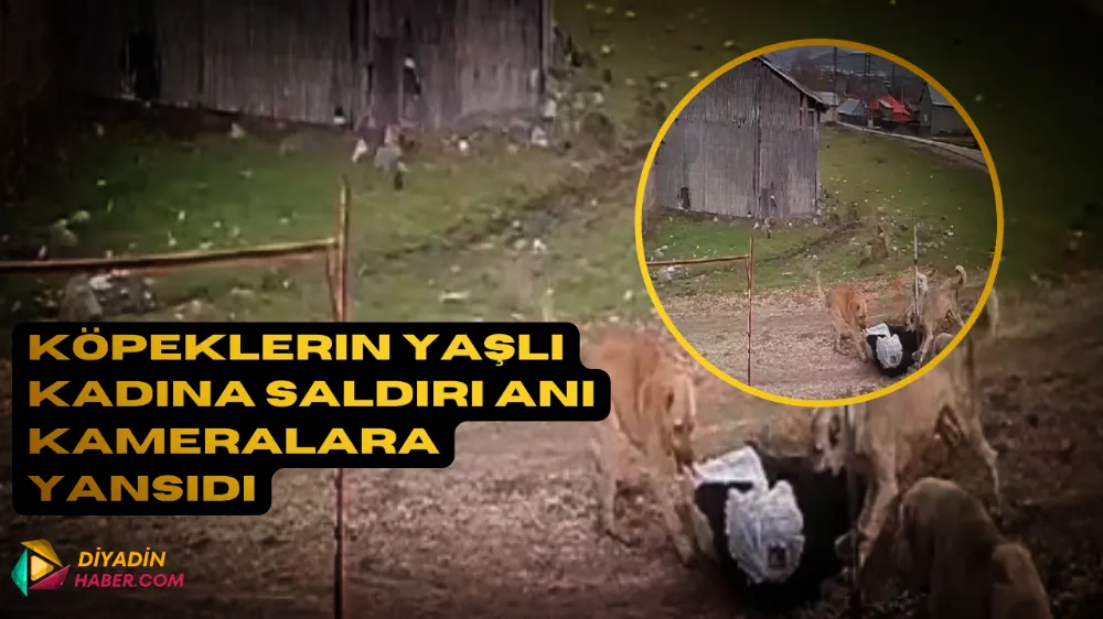 KÖPEKLERİN YAŞLI KADINA SALDIRI ANI KAMERALARA YANSIDI.