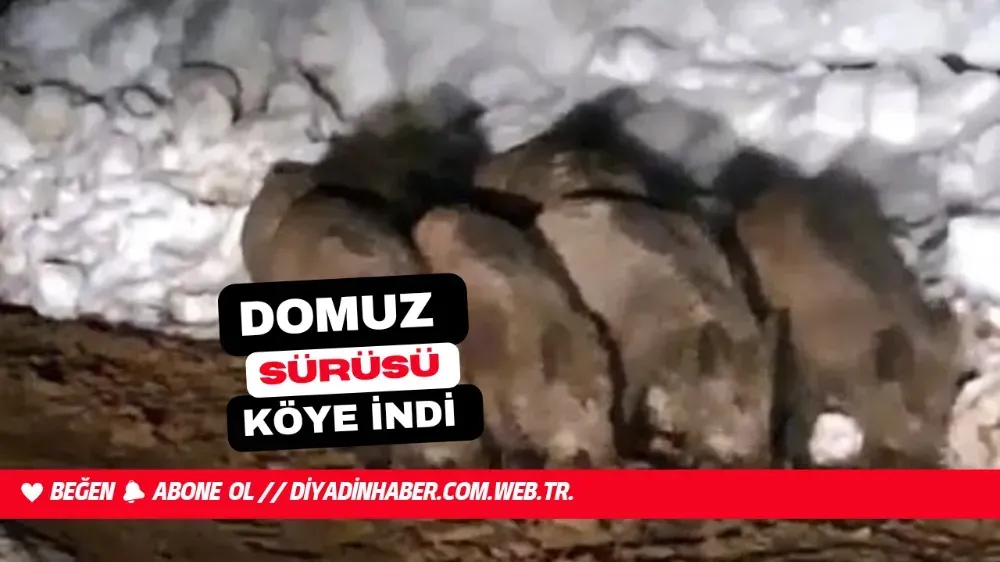 DOMUZ SÜRÜSÜ KÖYE İNDİ.