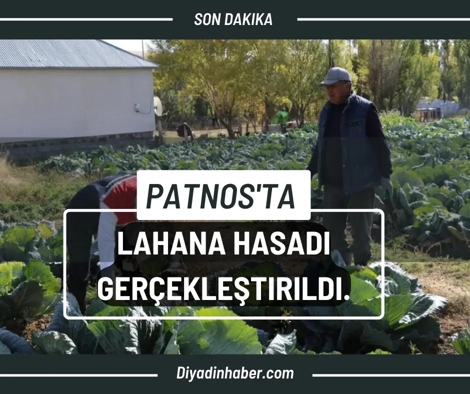 Patnos’ta Lahana Hasadı Gerçekleştirildi. 