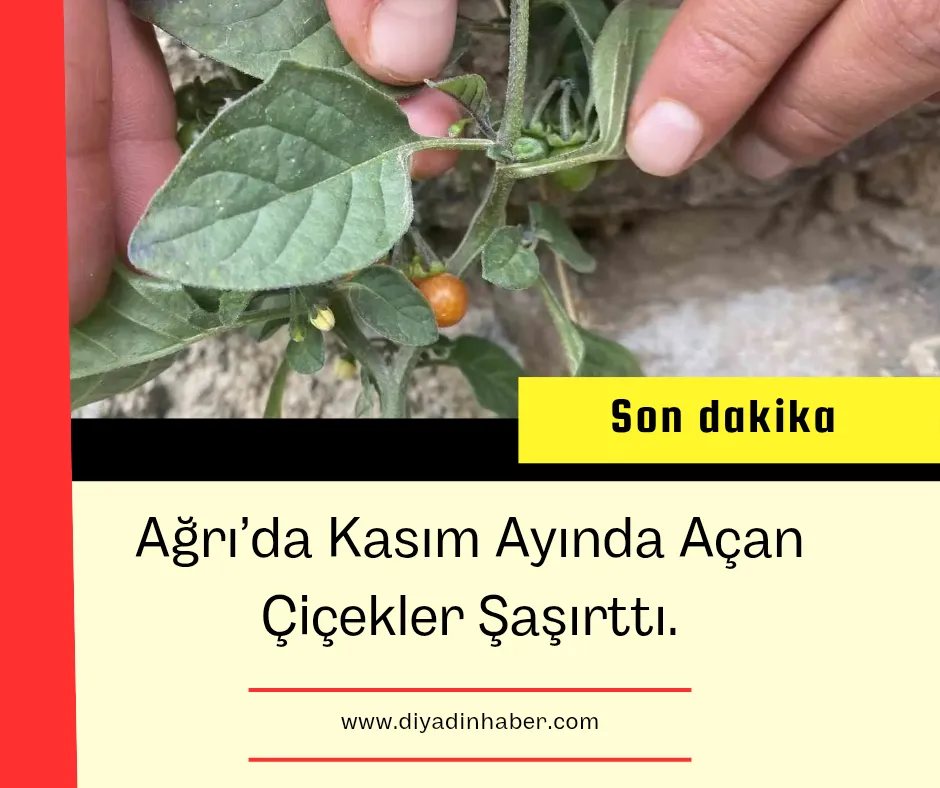 Ağrı’da Kasım Ayında Açan Çiçekler Şaşırttı.