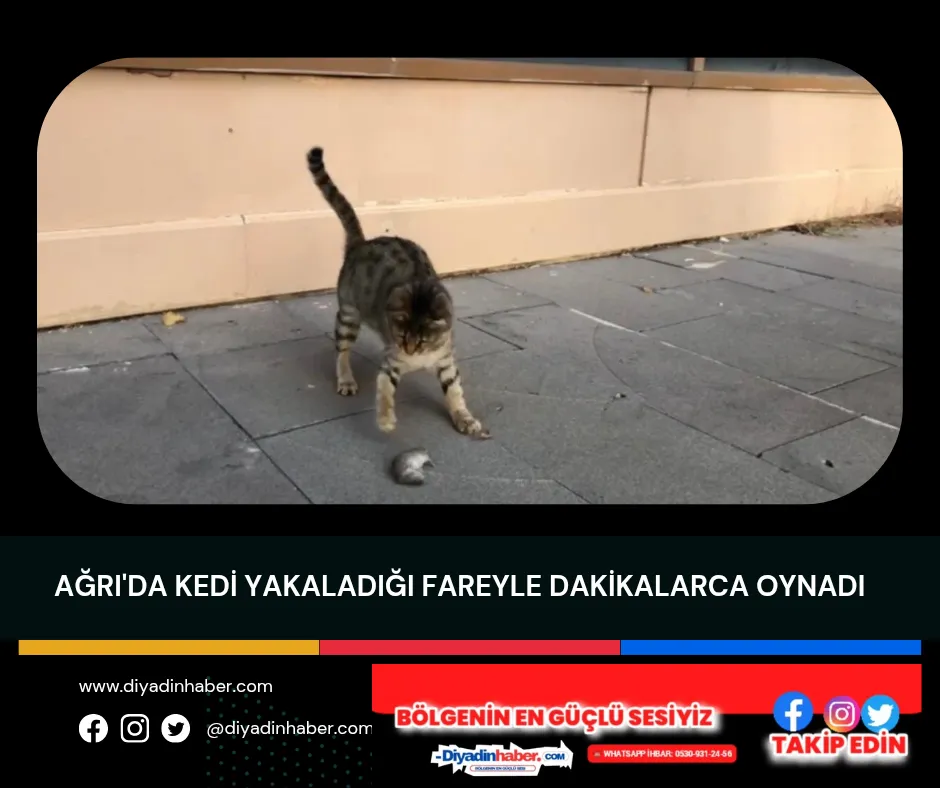 Ağrı’da Kedi Yakaldığı Fareyle Dakikalarca Oynadı.