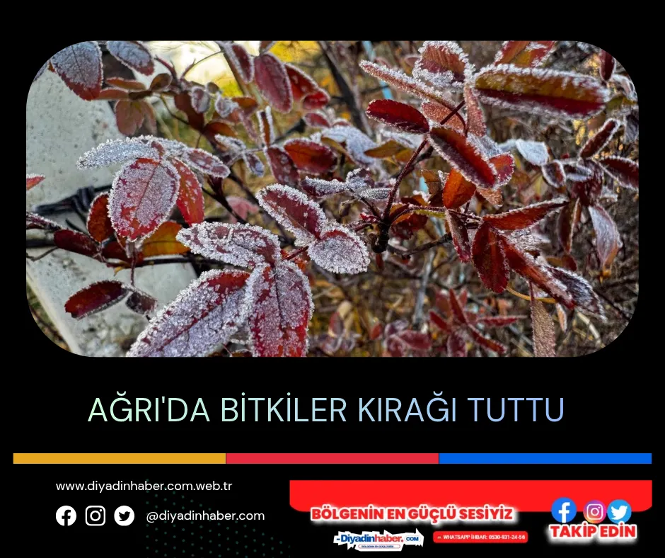 Ağrı’da Bitkiler Kırağı Tuttu.