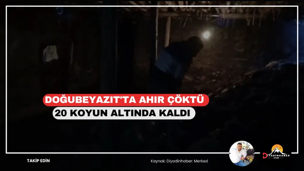 Doğubayazıt’ta ahır çöktü, 20 koyun altında kaldı..
