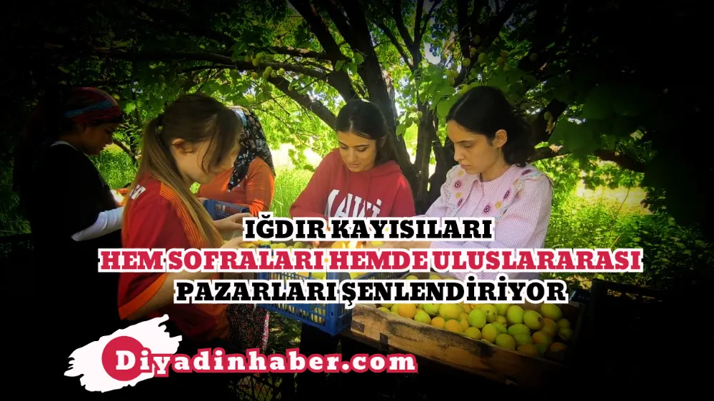 Iğdır Kayısıları Hem Sofraları Hem de Uluslararası Pazarları Şenlendiriyor.