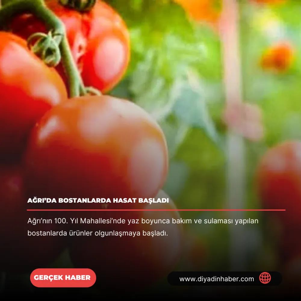 Ağrı’da bostanlarda hasat başladı.