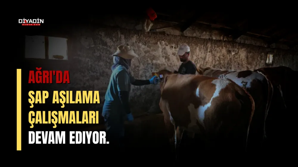 Ağrı’da Şap Aşılama Çalışmaları Devam ediyor. 