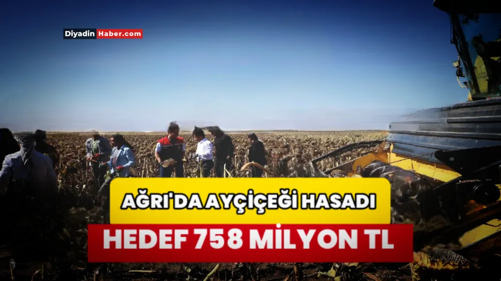 Ağrı’da ayçiçeği üretiminde rekor artış.